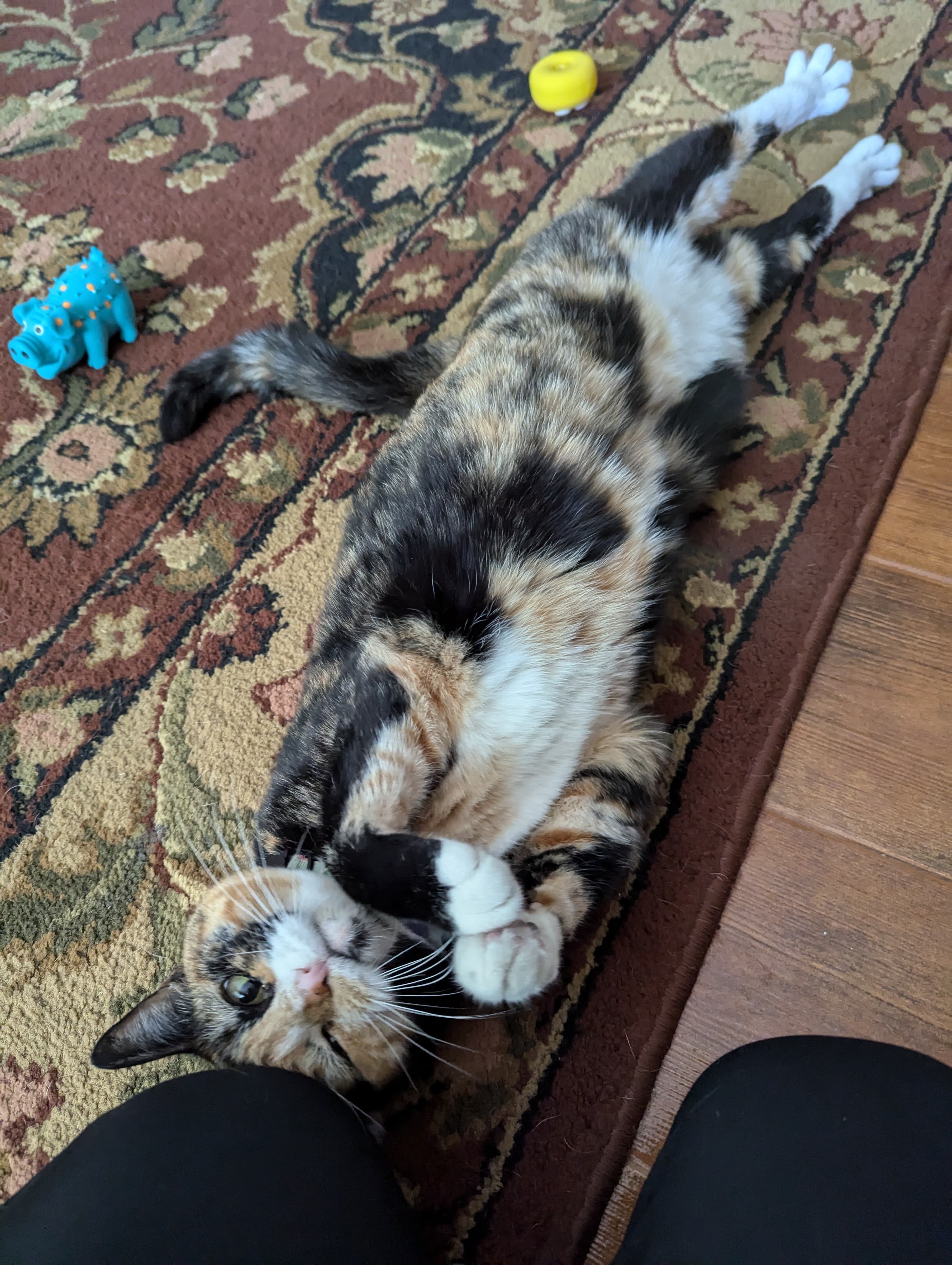 A friendly cat inviting contact